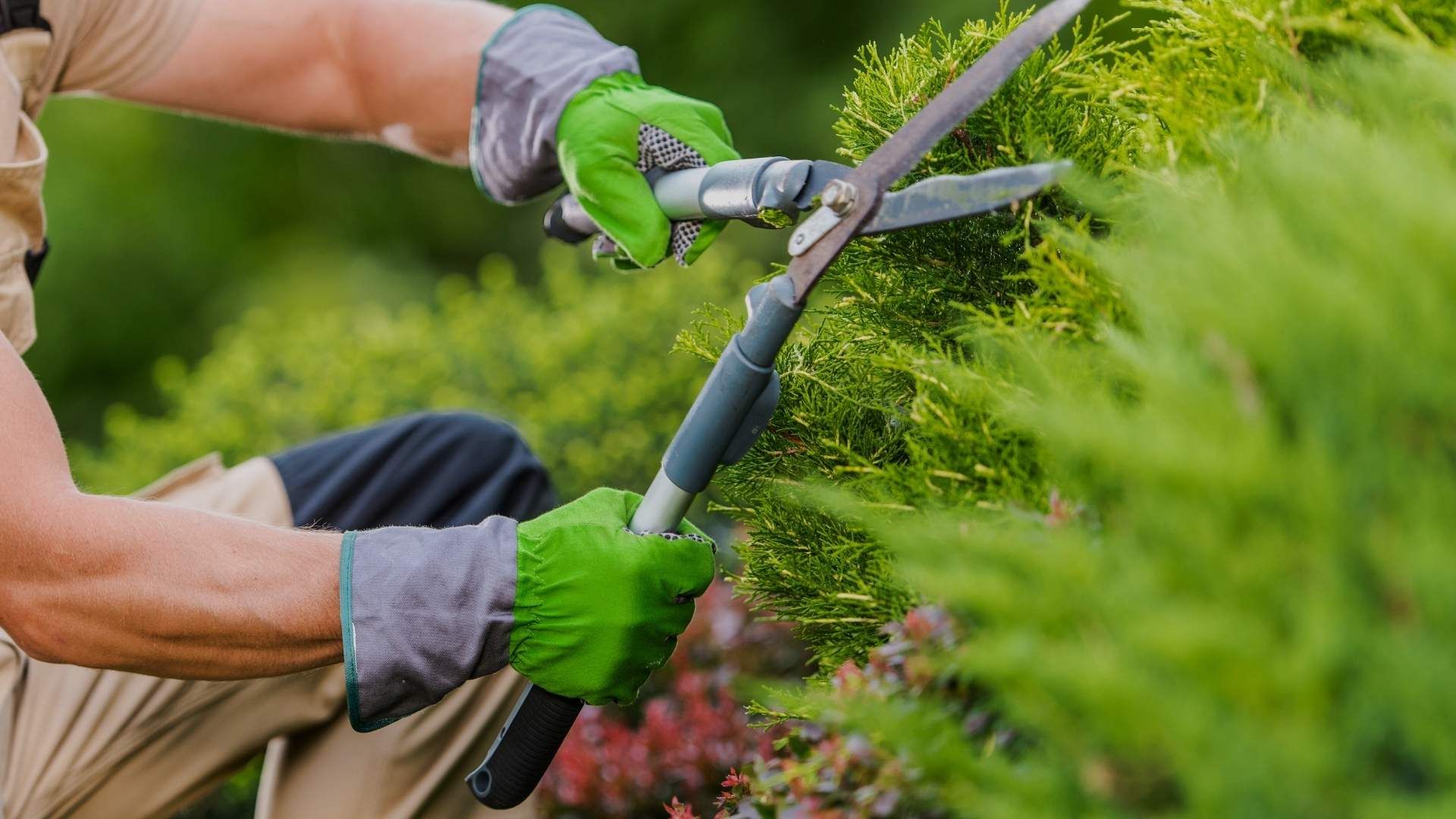 Bild von Hecke schneiden von deinen Garten Profis aus dem Rhein Main Gebiet