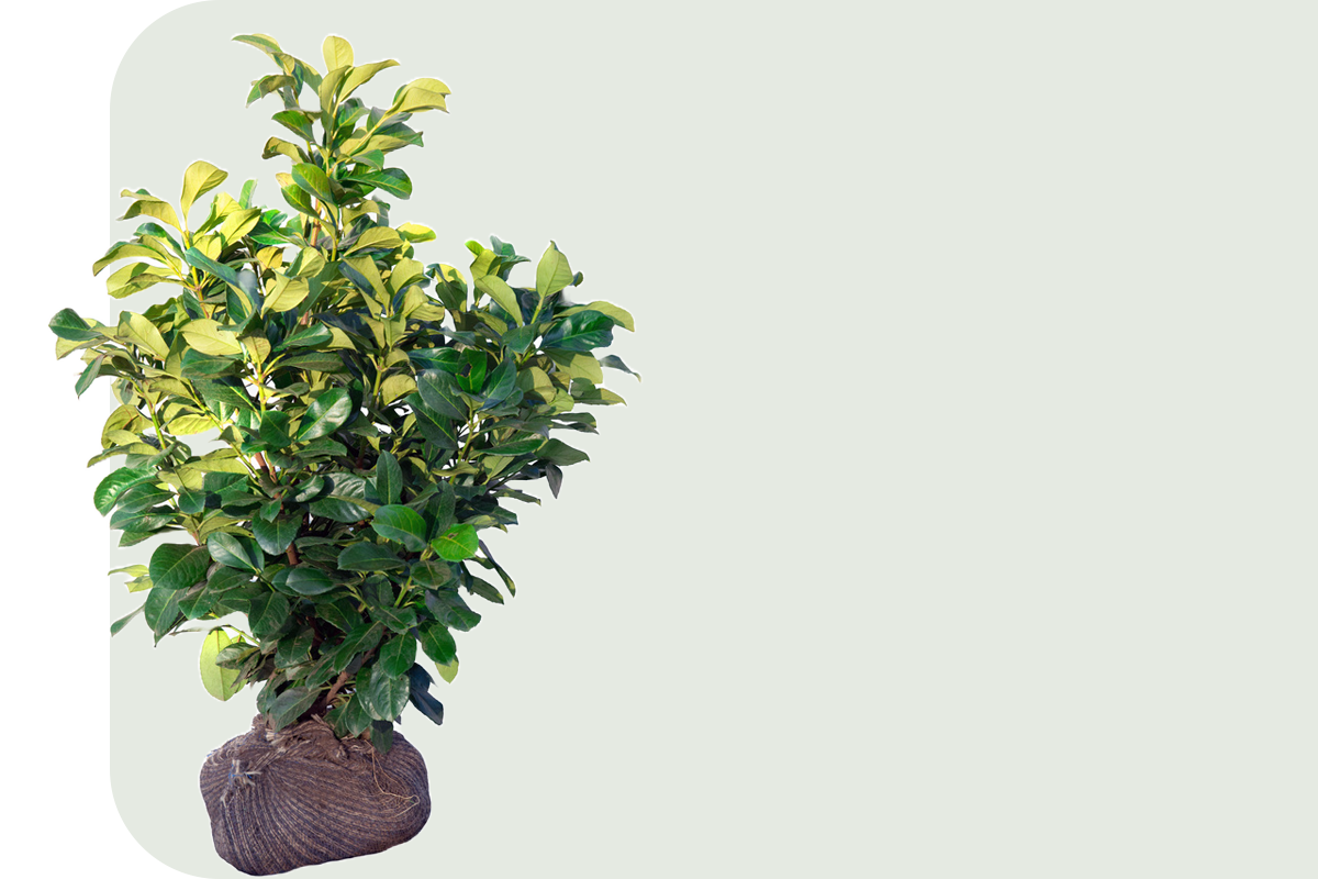 Garten Profis - Ihr Gartenpartner im Rhein Main Gebiet | Von der Planung bis hin zur Pflege