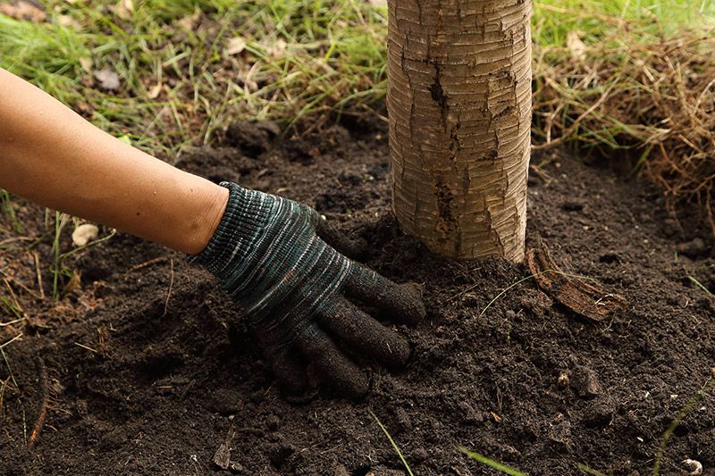 Professionelle Umpflanzungsarbeiten durch die Garten Profis