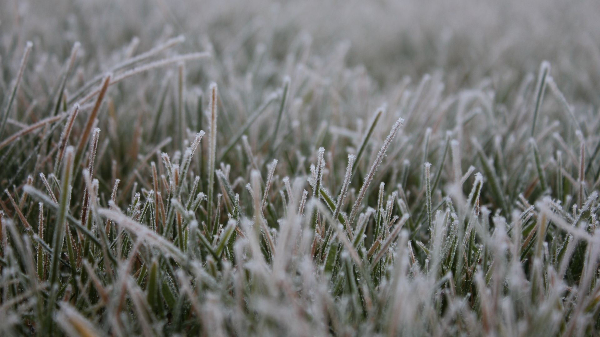 Bild zu Rasen für den Winter vorbereiten von den Gartenprofis aus dem Rhein Main Gebiet