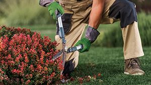 Rückschnittsmaßnahmen für einen gepflegten Garten bei den Garten Profis