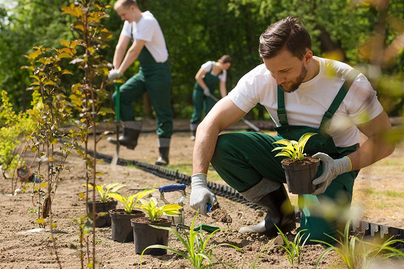 Einbau / Pflanzung von Hecken oder sonstigen Bepflanzung durch die Gartenbau Profis