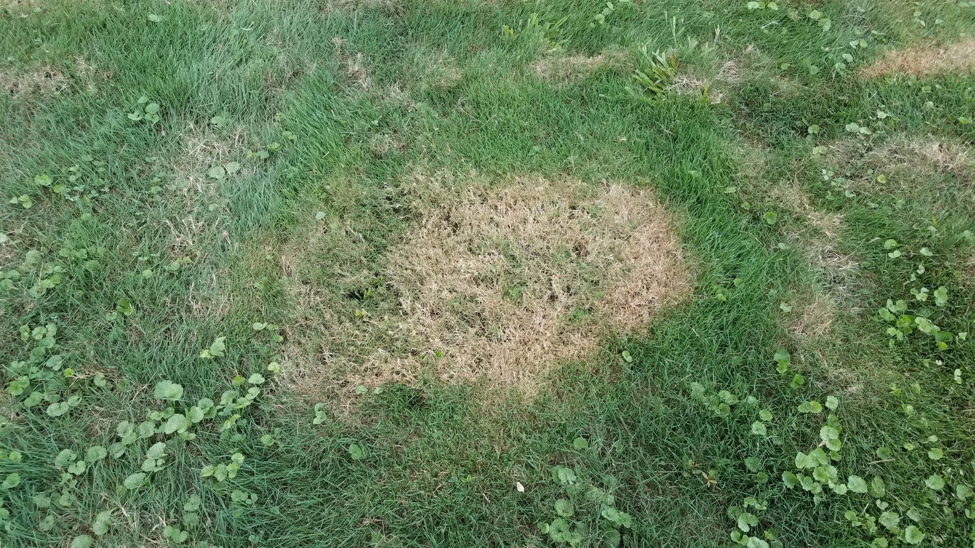 Bild von kahler Rasenfläche von den Garten Profis aus dem Rhein Main Gebiet