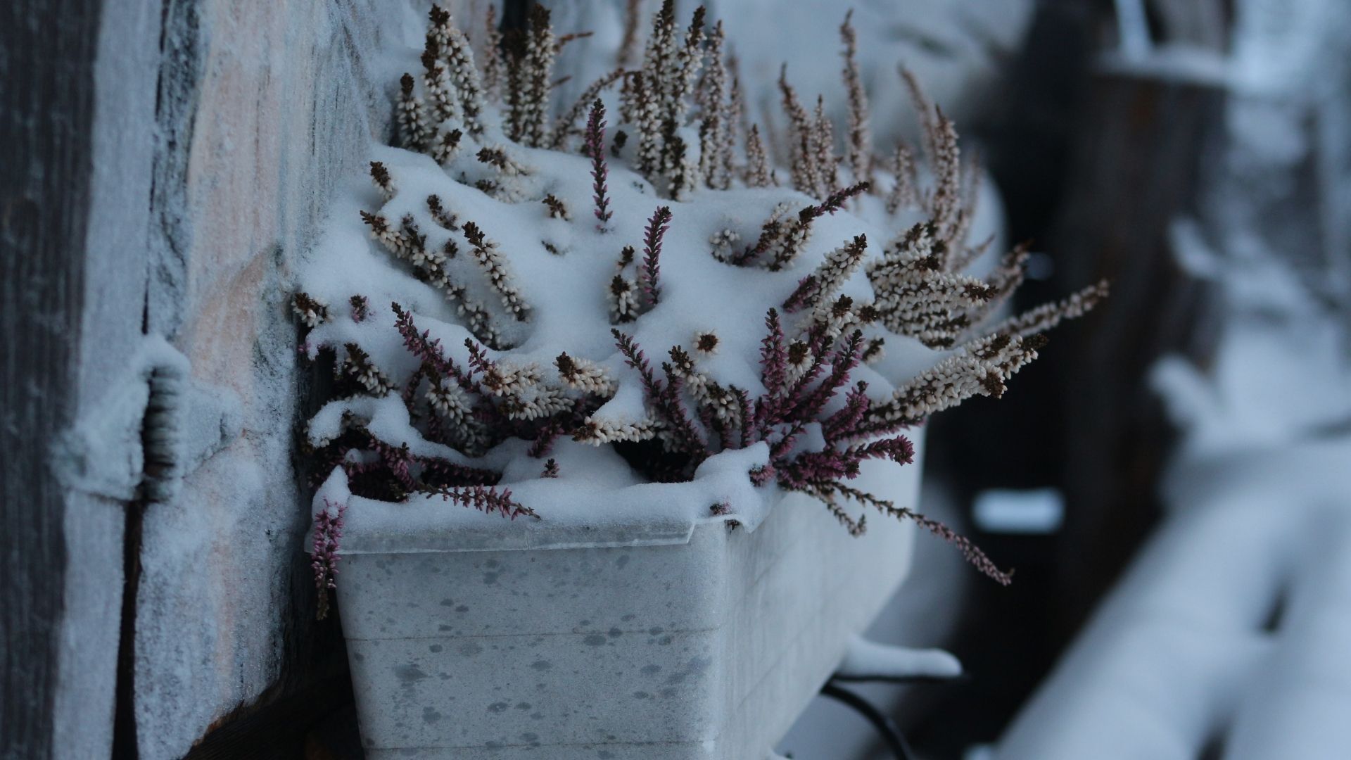 Bild zu Pflanzen mit besonderem Winterschutzbedarf von den Gartenprofis aus dem Rhein Main Gebiet