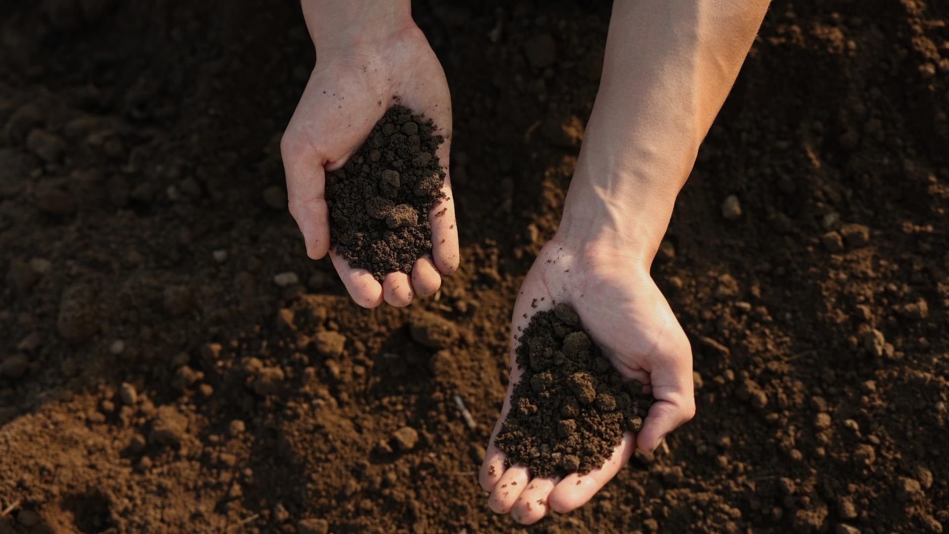 Bild von Erde in den Händen von den Garten Profis aus dem Rhein Main Gebiet
