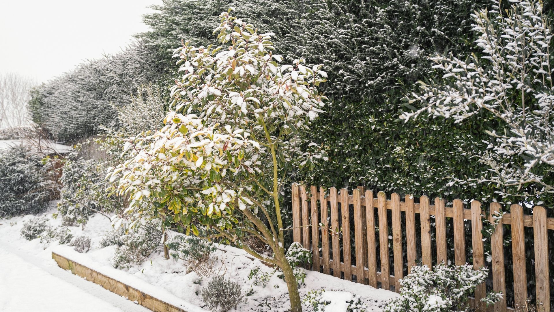 Bild vom Rasen im Winter von deinen Gartenprofis aus dem Rhein Main Gebiet