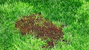 Rasenflächen pflegen für einen gepflegten Garten bei den Garten Profis