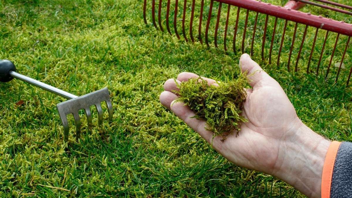 Bild vom Rasen mit Moos von deinen Gartenprofis aus dem Rhein Main Gebiet